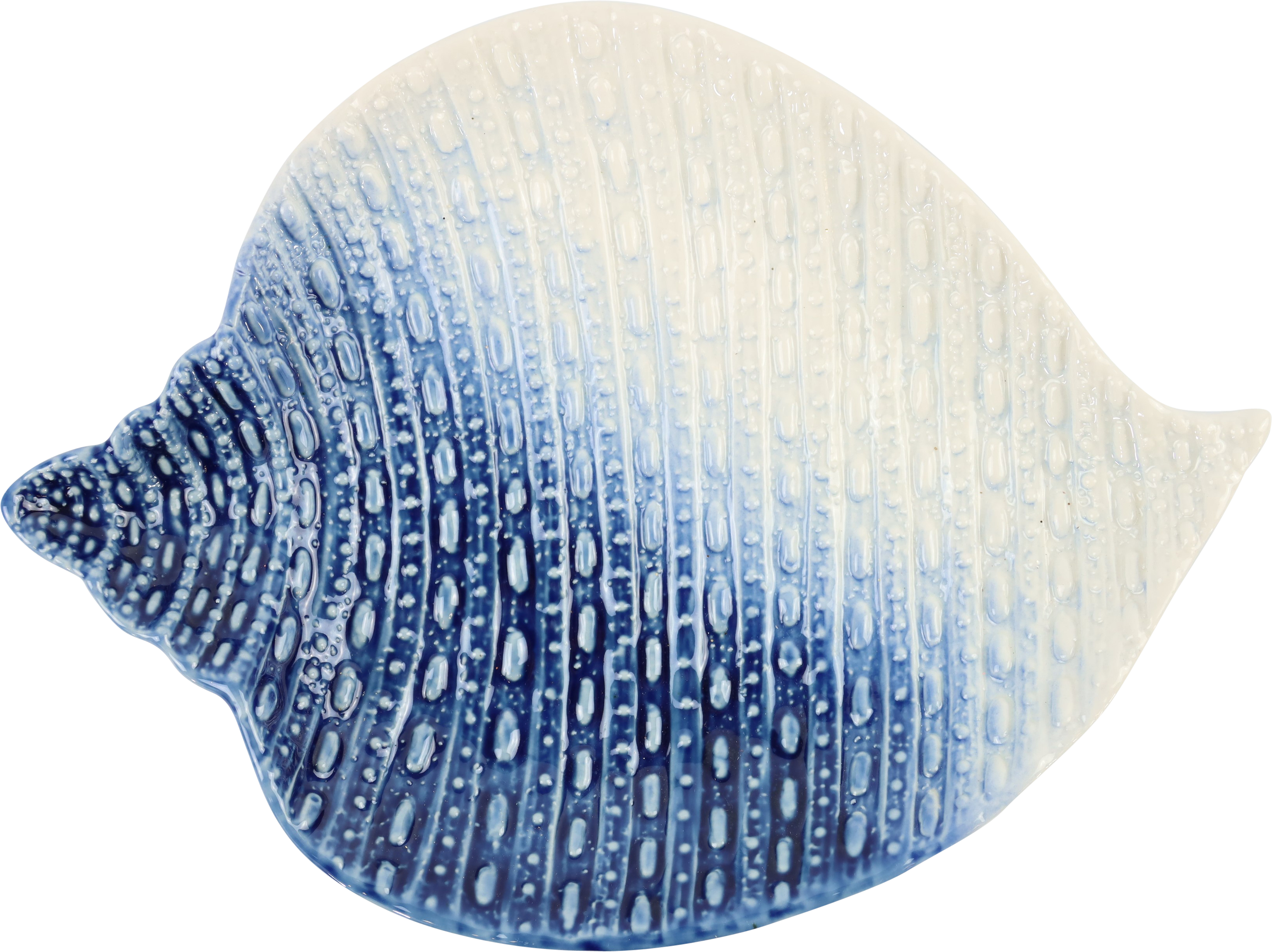 2443 COQUILLE DE MOULES OCEAN