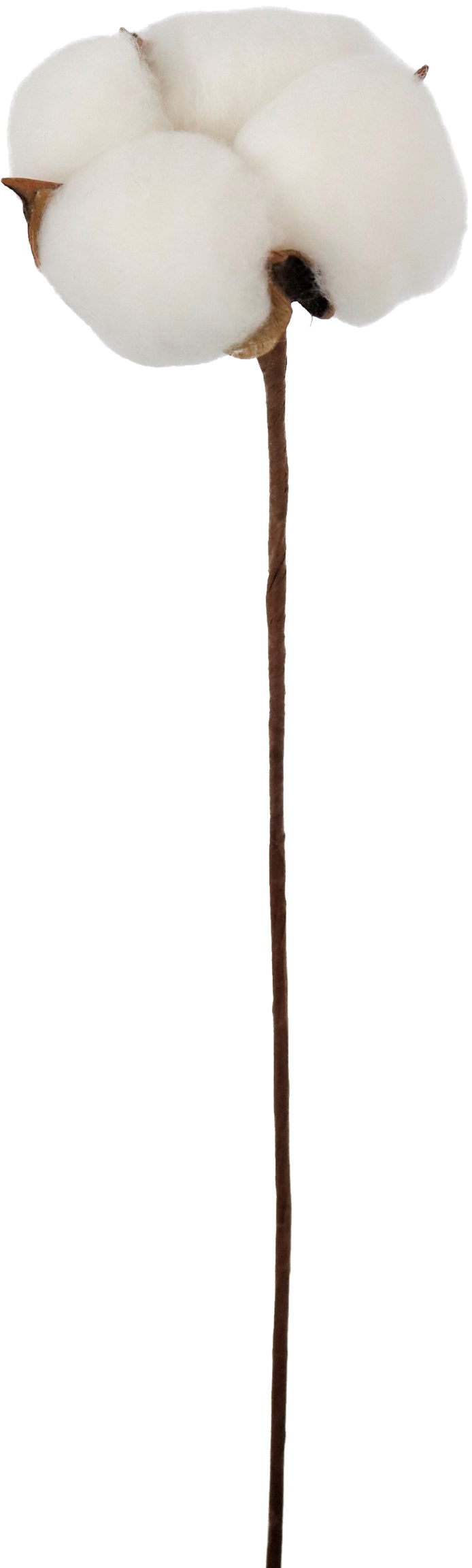 4617 TIGE DÉCORATIVE  COTTON