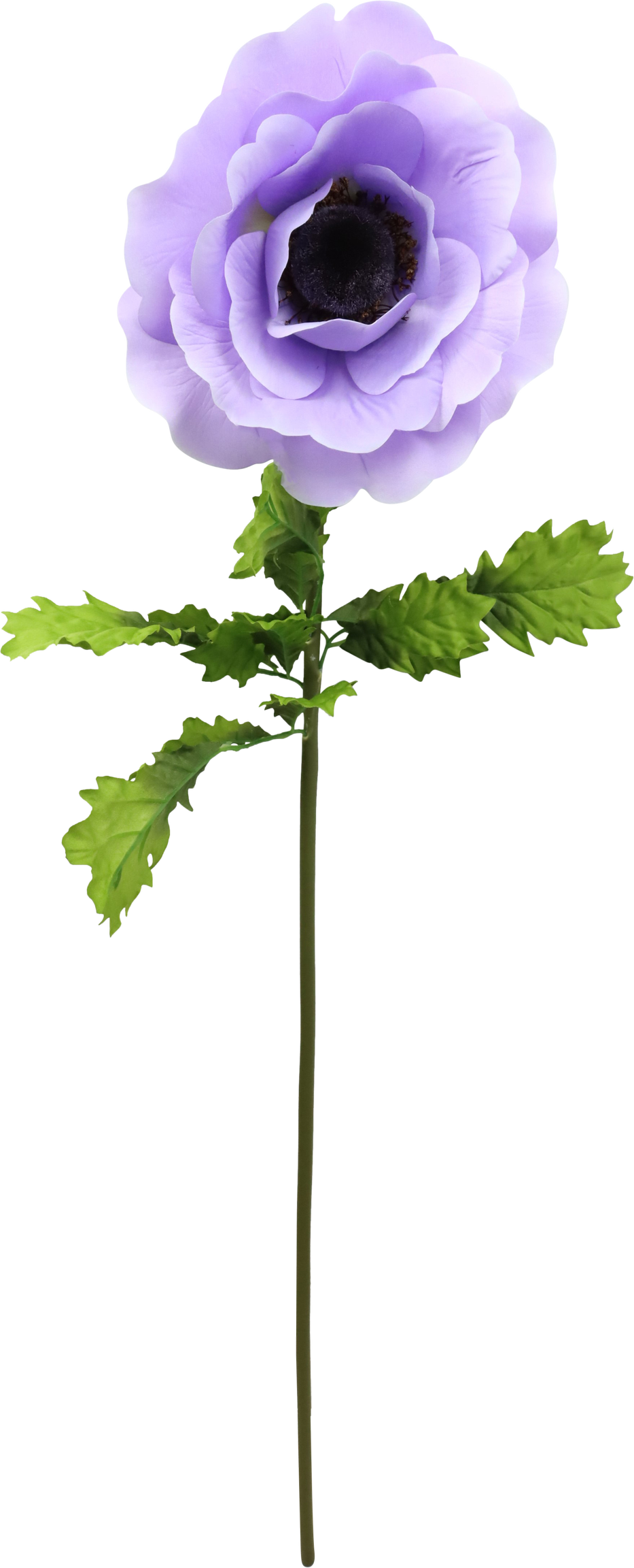 4777 FLEUR GÉANTE  ANÉMONE