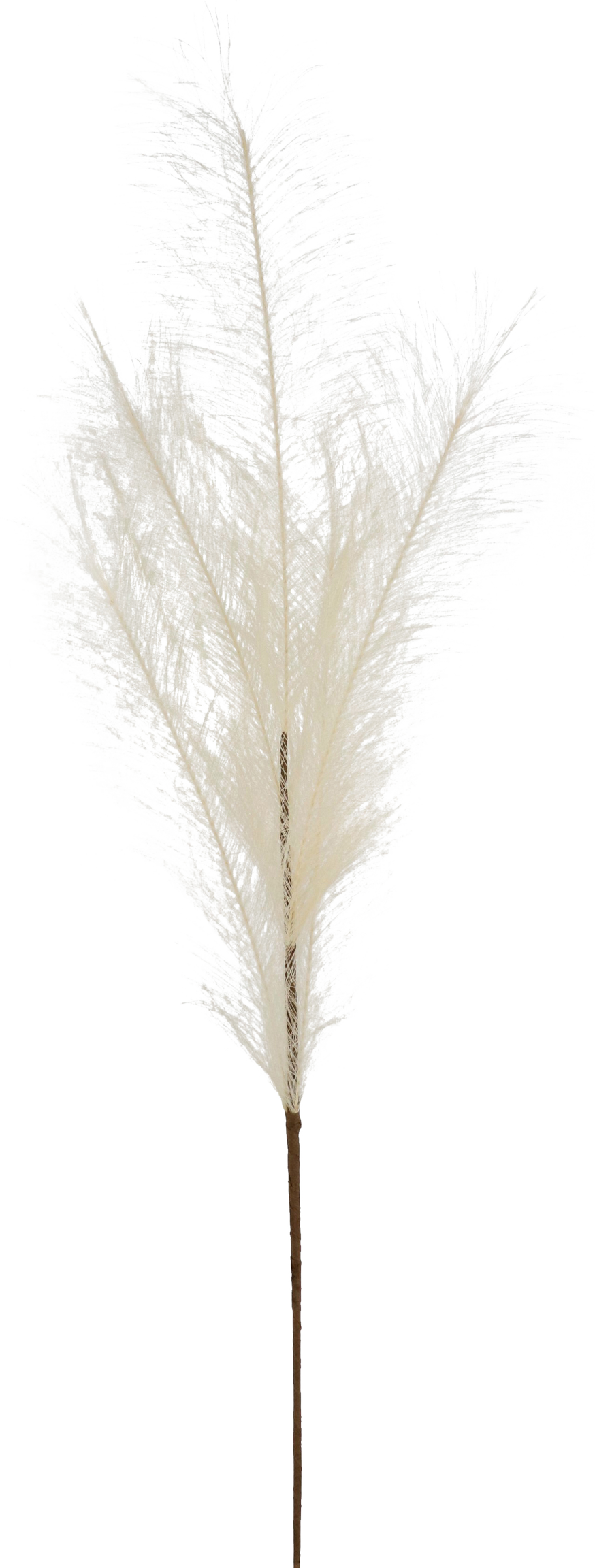 5981 PLUMA  ELFENBEIN 80CM