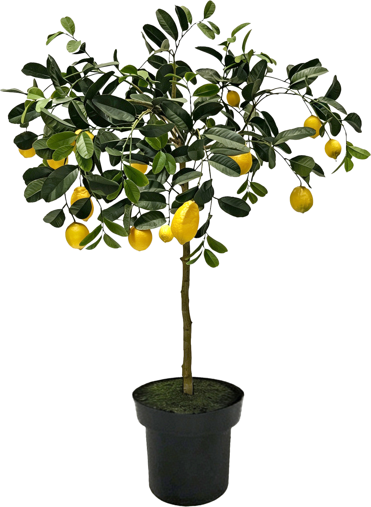6789 ALBERO LIMONE AMALFI